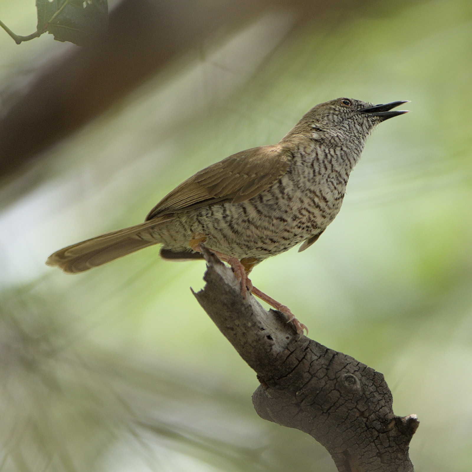 image Stierling's Wren-Warbler
